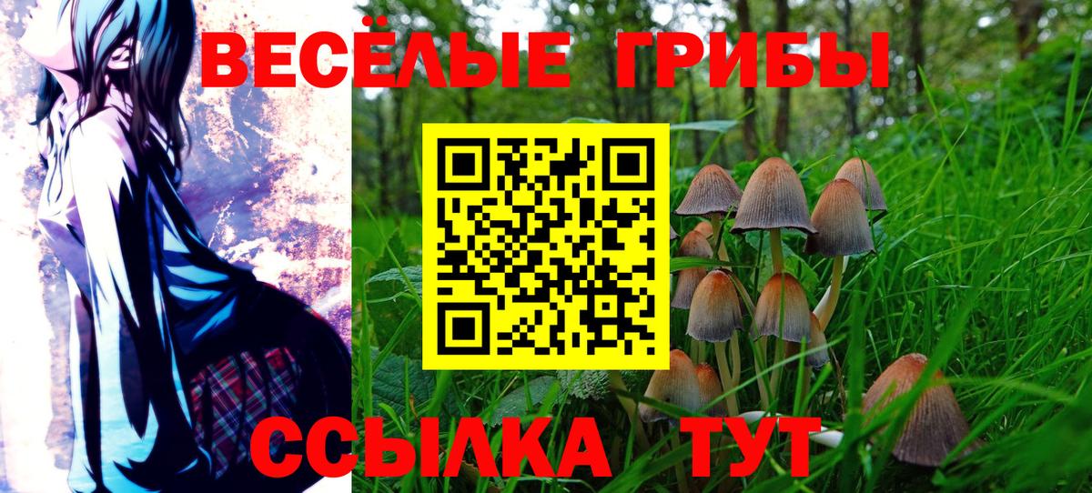 Галлюциногенные грибы Psilocybe Подольск
